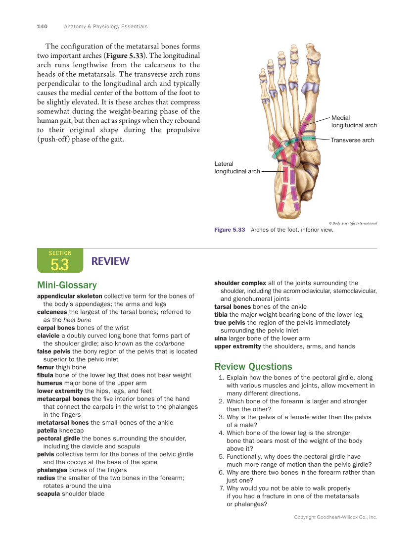 Anatomy & Physiology Essentials, 1st Edition page 140