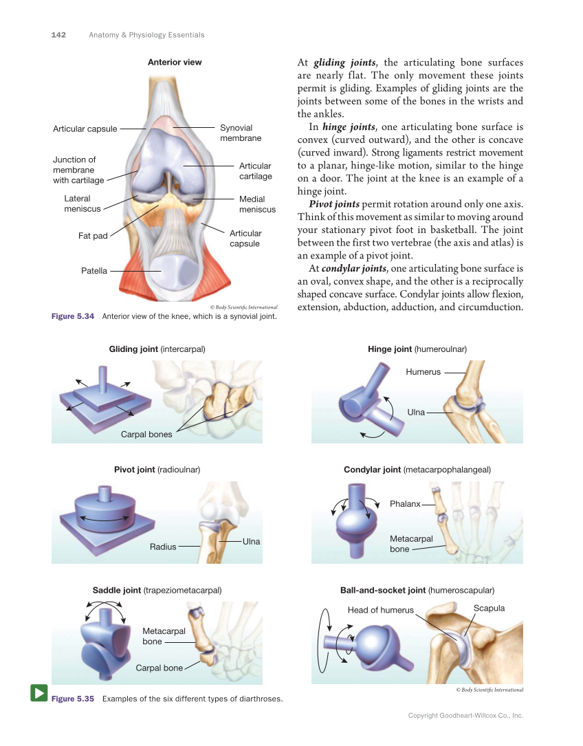 Anatomy & Physiology Essentials, 1st Edition page 142