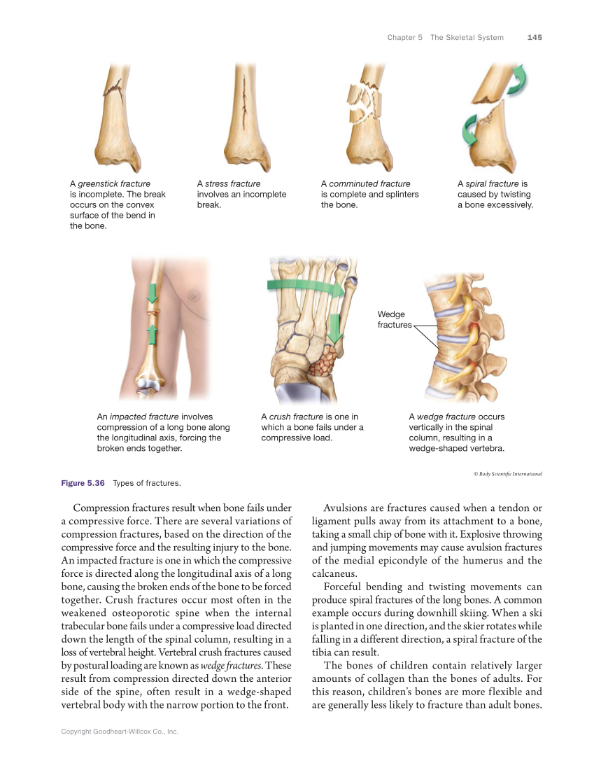 Anatomy & Physiology Essentials, 1st Edition page 145