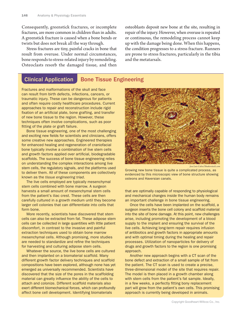 Anatomy & Physiology Essentials, 1st Edition page 146