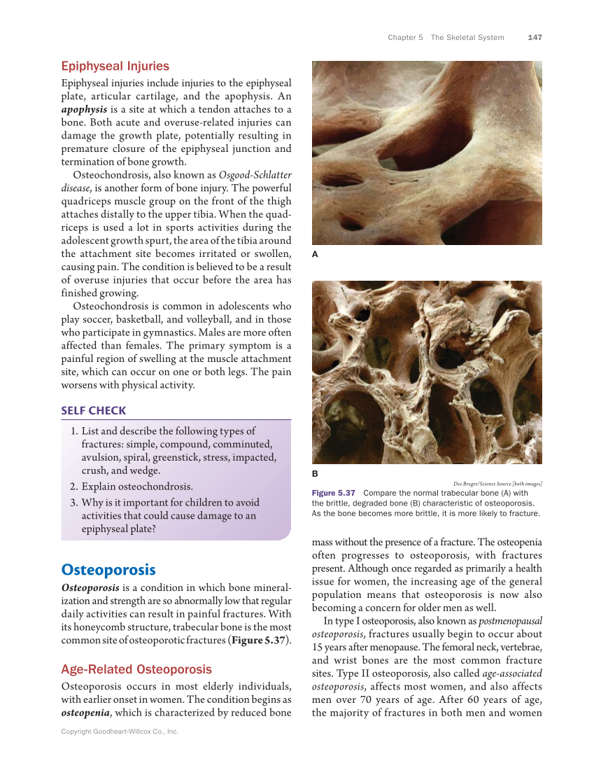 Anatomy & Physiology Essentials, 1st Edition page 147