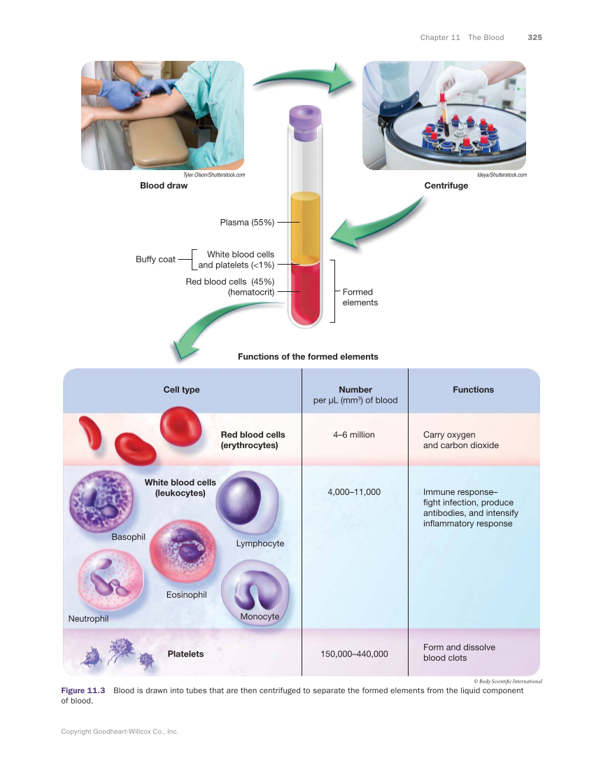 Anatomy & Physiology Essentials, 1st Edition page 325