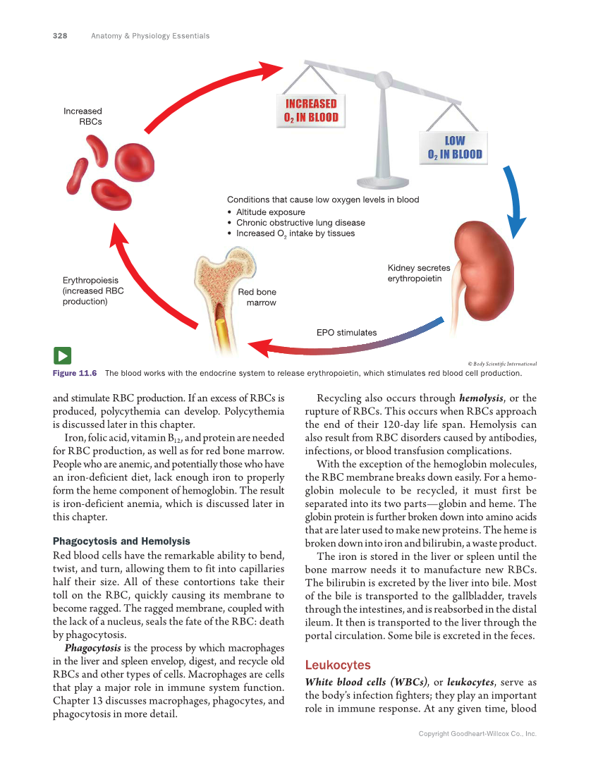 Anatomy & Physiology Essentials, 1st Edition page 328