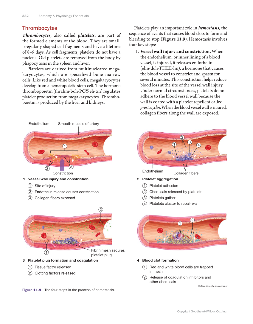 Anatomy & Physiology Essentials, 1st Edition page 332