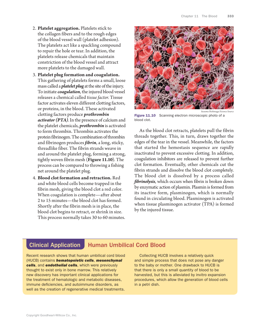 Anatomy & Physiology Essentials, 1st Edition page 333