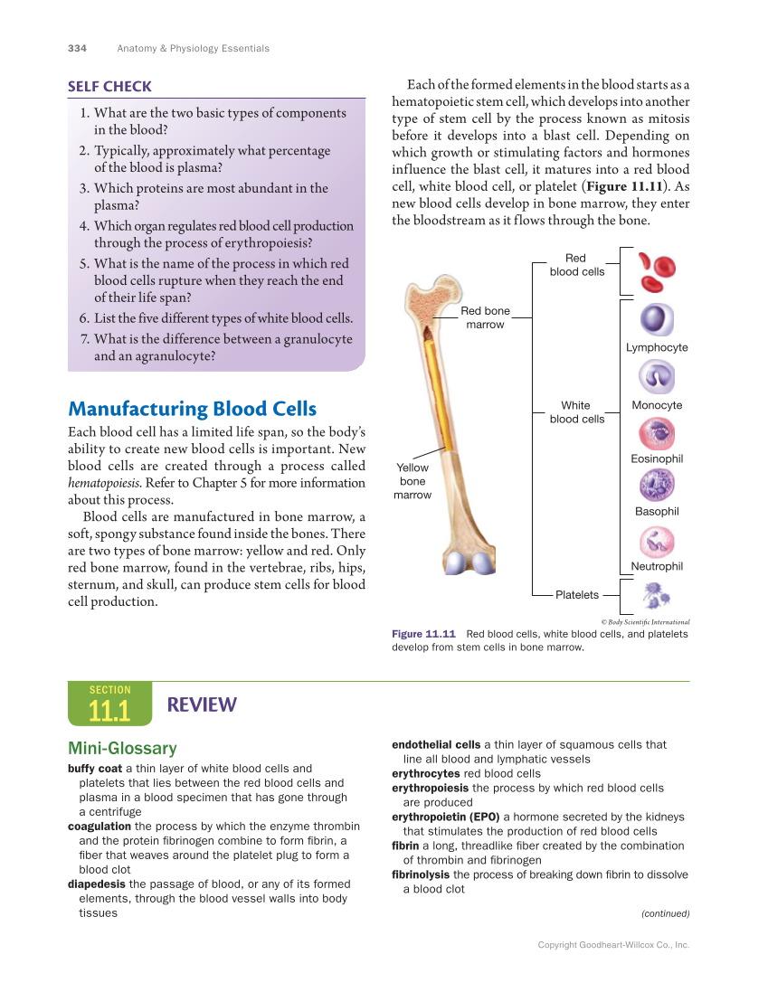 Anatomy & Physiology Essentials, 1st Edition page 334