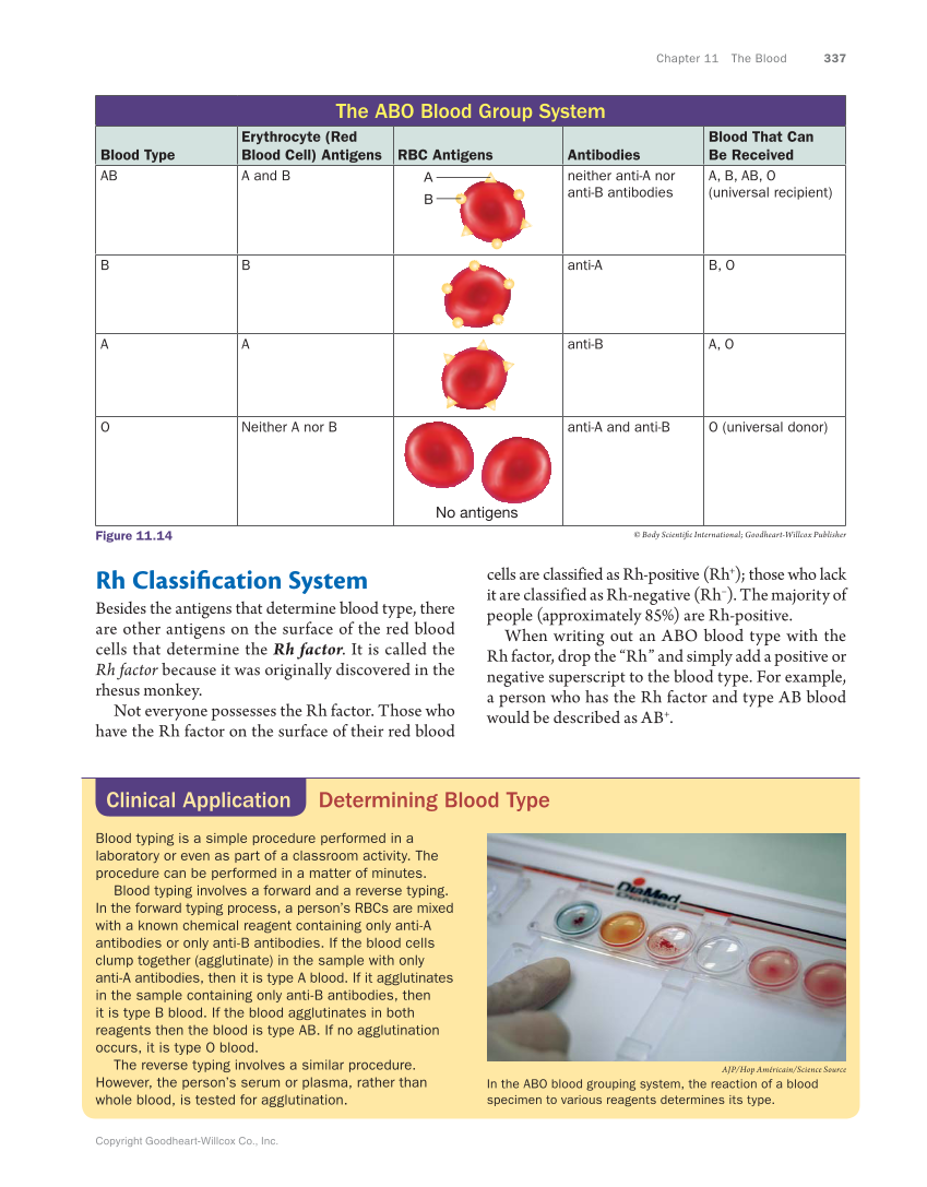 Anatomy & Physiology Essentials, 1st Edition page 337
