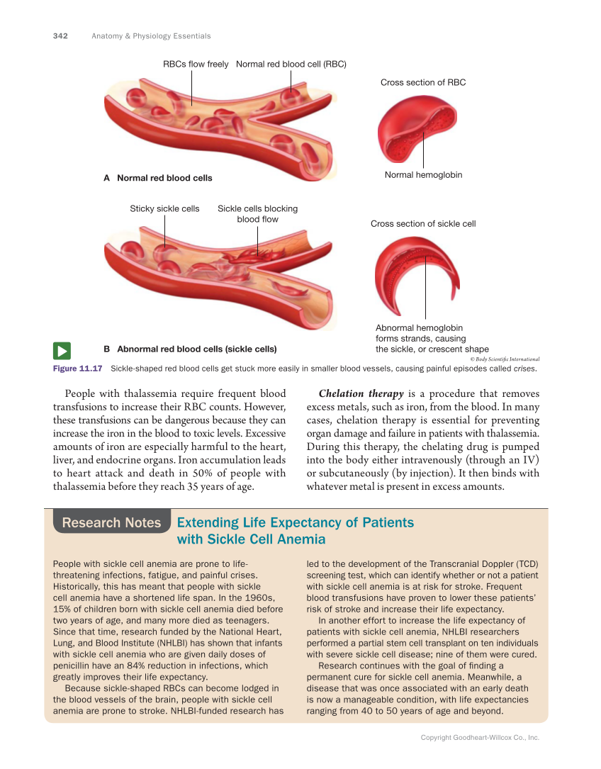Anatomy & Physiology Essentials, 1st Edition page 342