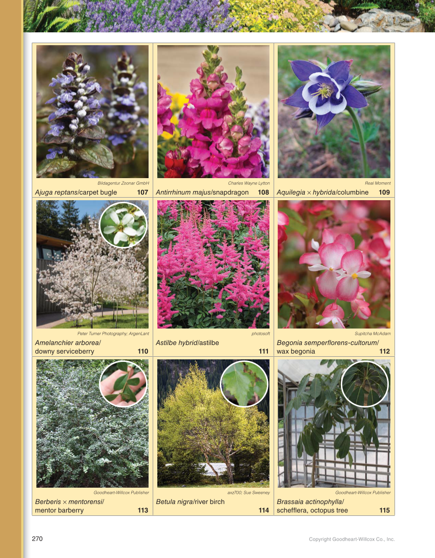 Landscape Design, Installation, and Management, 1st Edition page 270