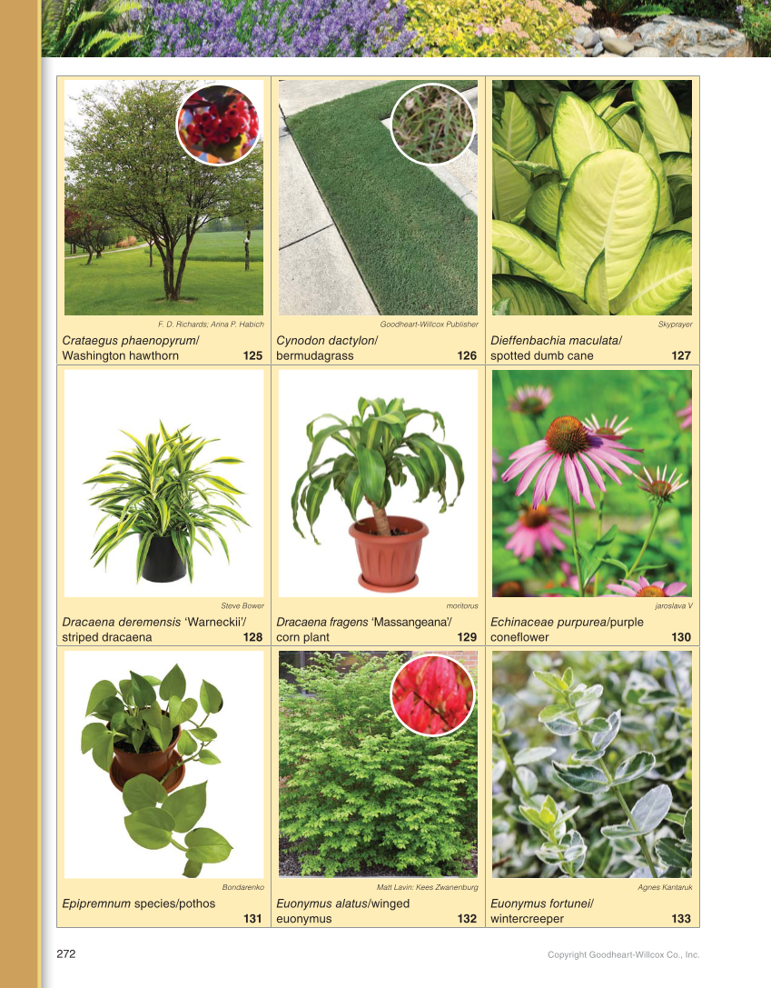 Landscape Design, Installation, and Management, 1st Edition page 272