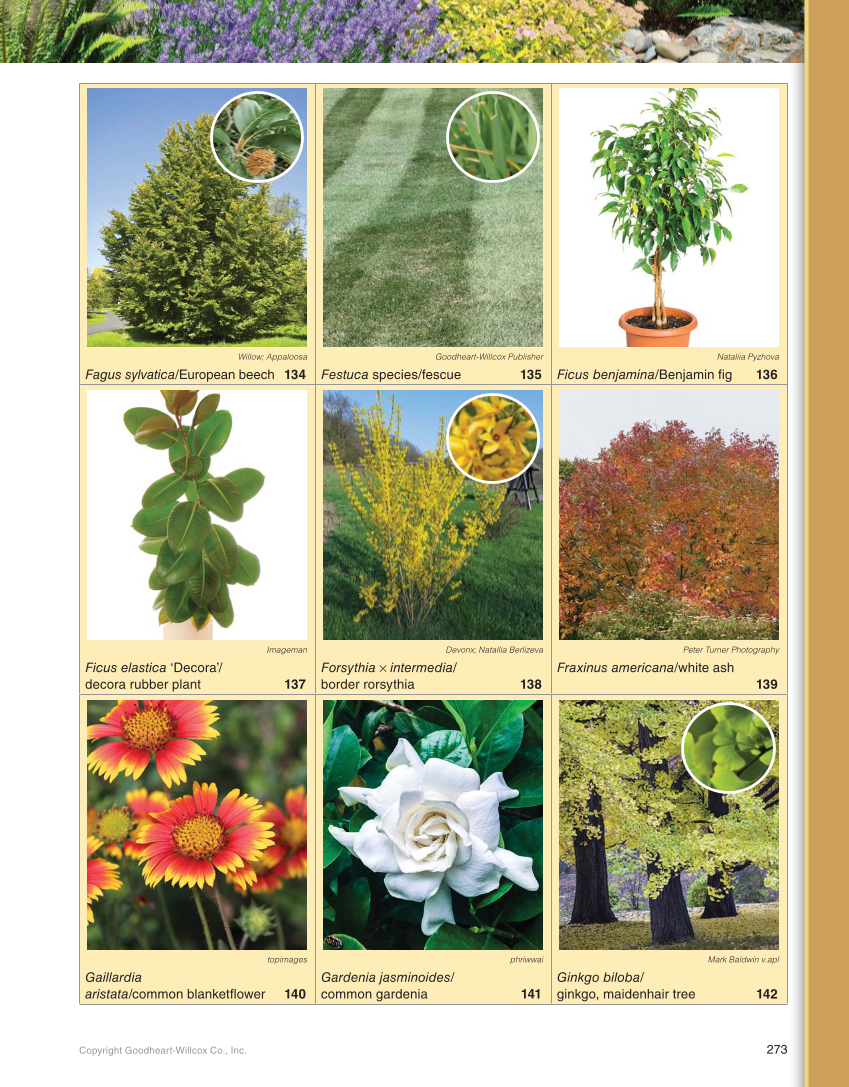 Landscape Design, Installation, and Management, 1st Edition page 273