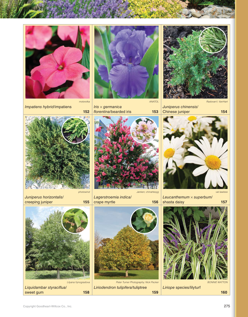 Landscape Design, Installation, and Management, 1st Edition page 275