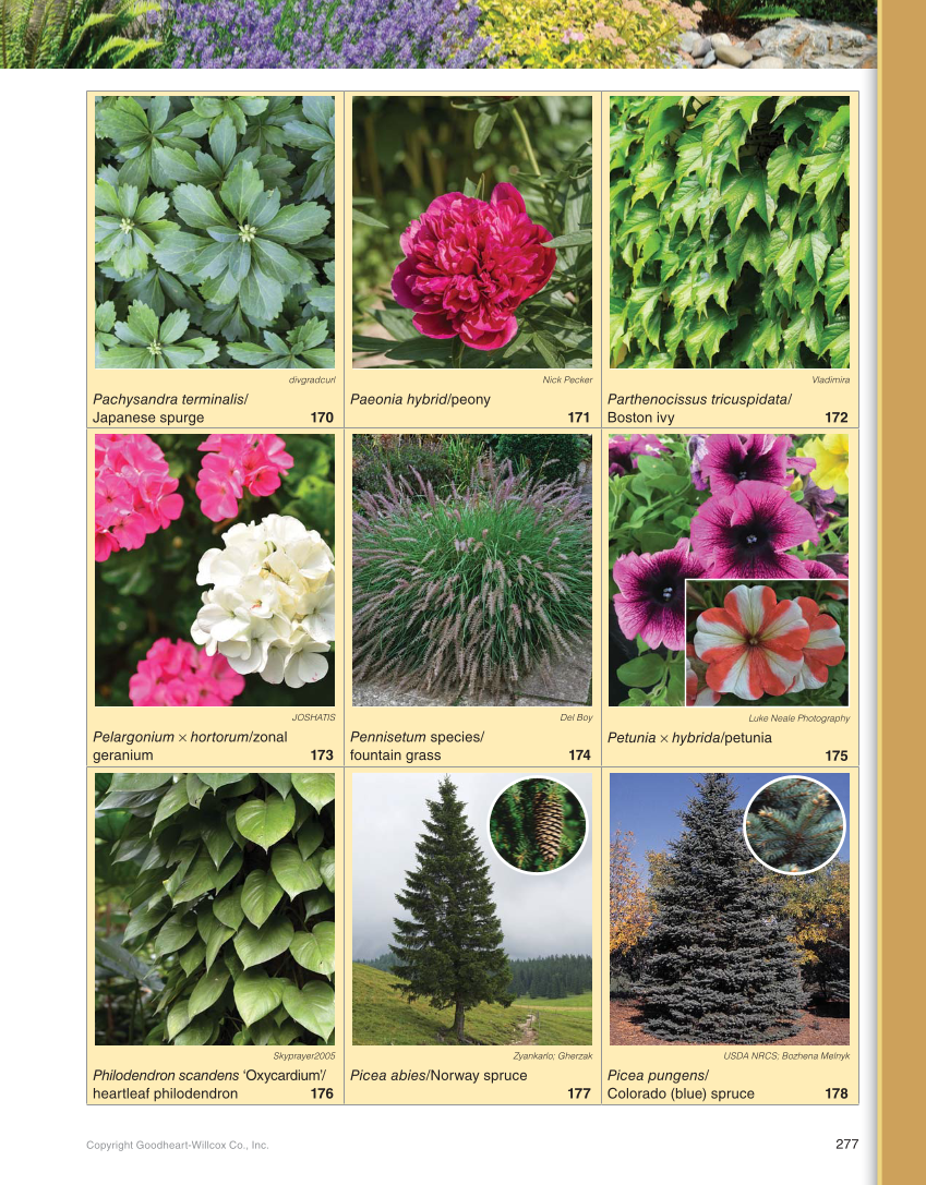 Landscape Design, Installation, and Management, 1st Edition page 277