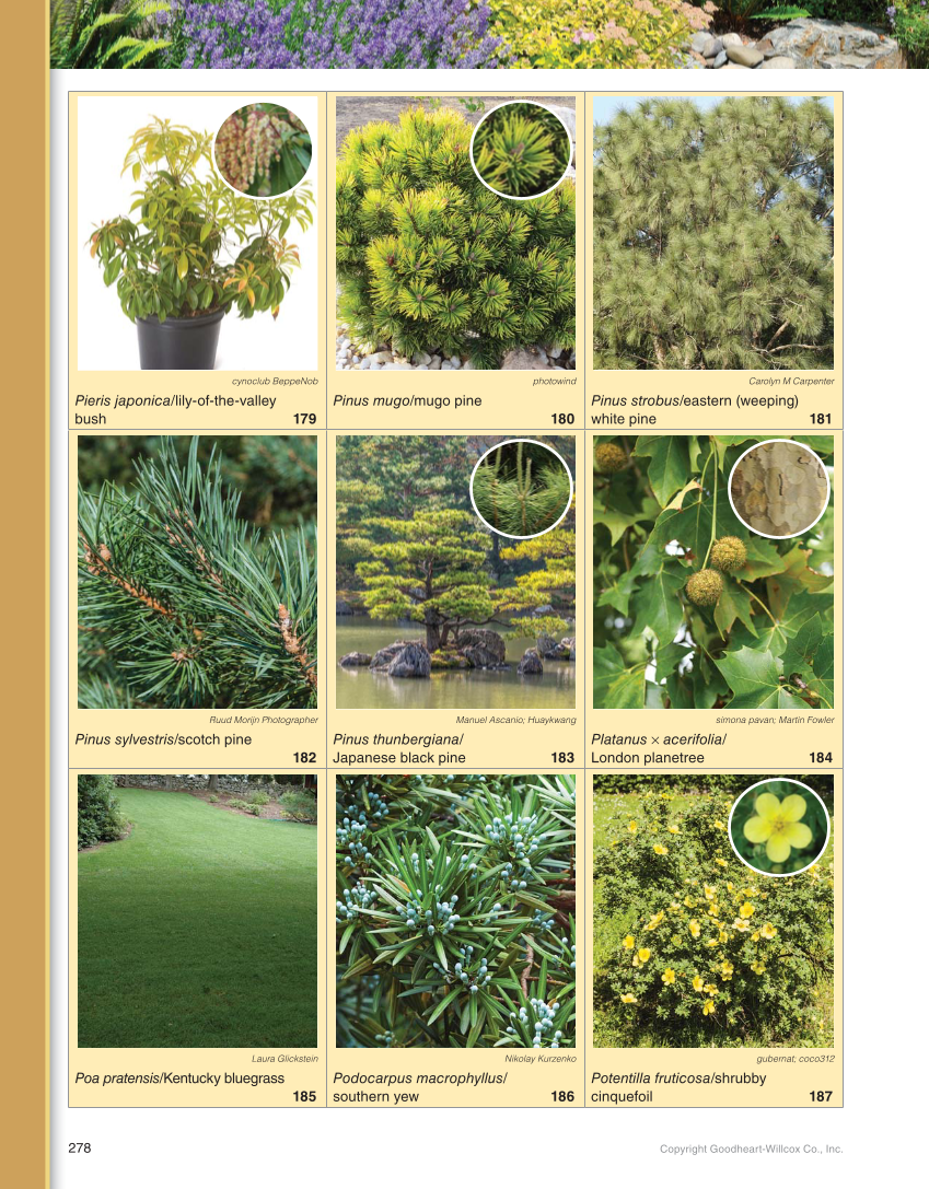 Landscape Design, Installation, and Management, 1st Edition page 278