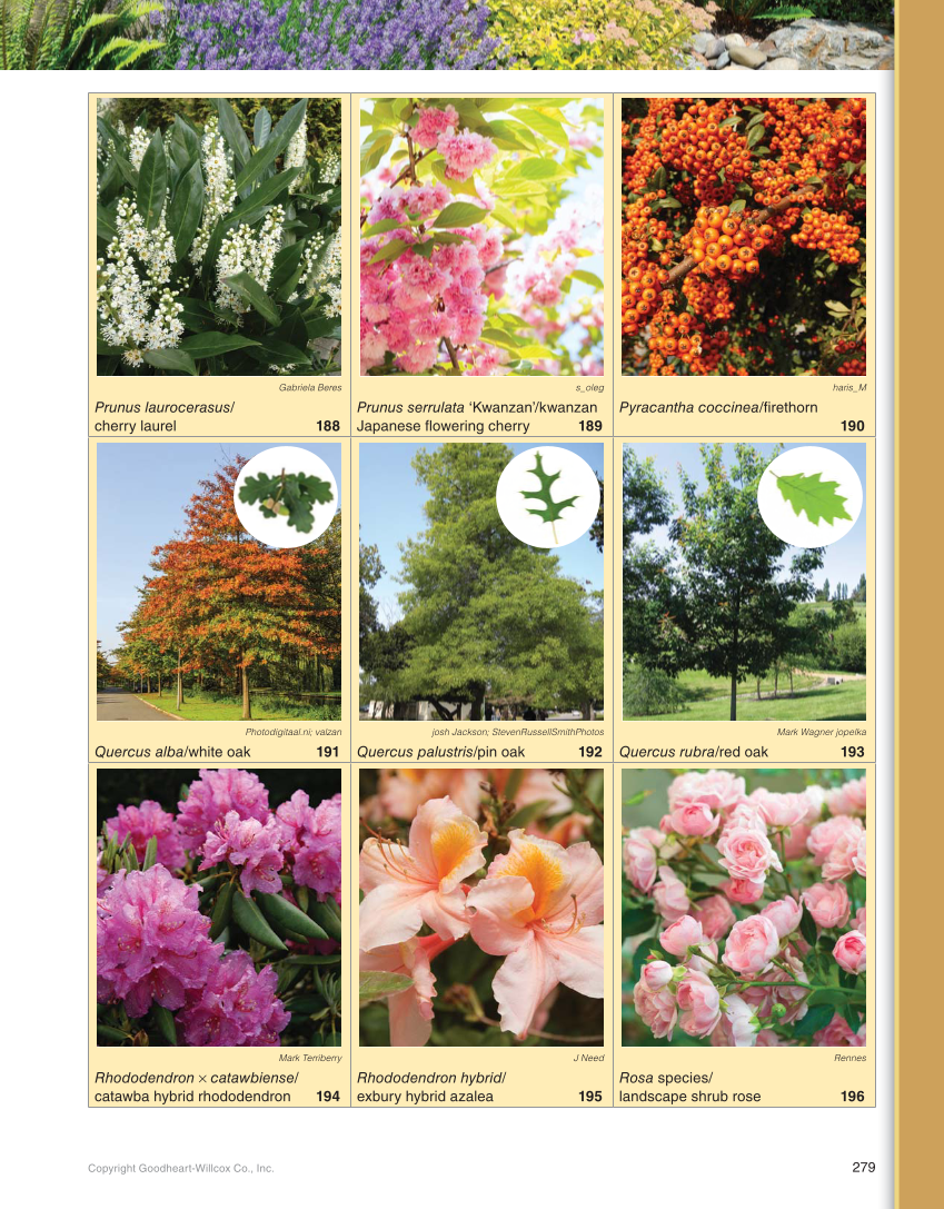 Landscape Design, Installation, and Management, 1st Edition page 279