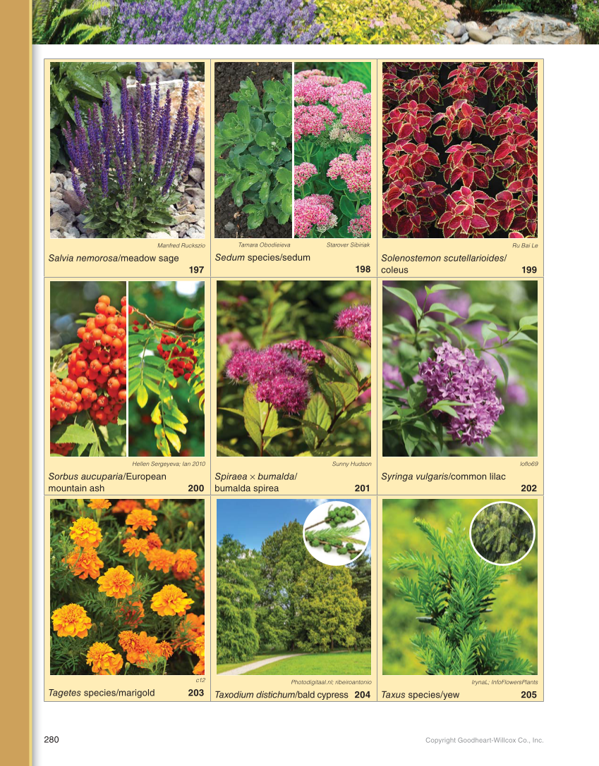 Landscape Design, Installation, and Management, 1st Edition page 280