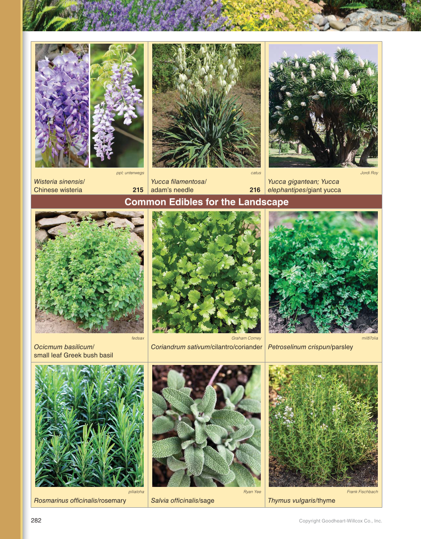 Landscape Design, Installation, and Management, 1st Edition page 282