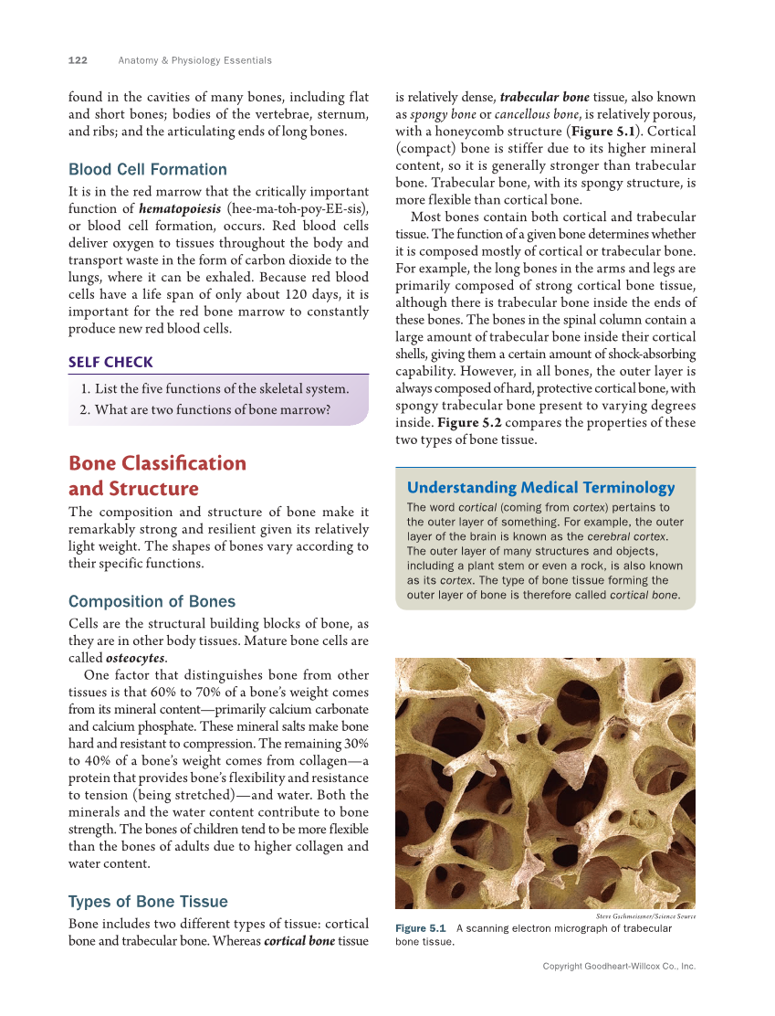 Anatomy & Physiology Essentials 2e, Textbook page 122