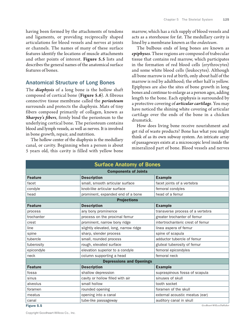 Anatomy & Physiology Essentials 2e, Textbook page 125