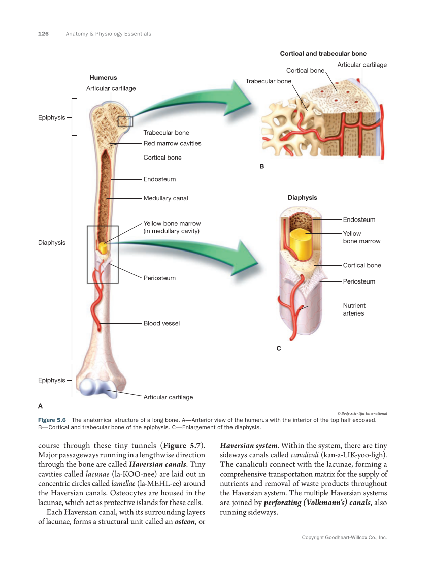 Anatomy & Physiology Essentials 2e, Textbook page 126