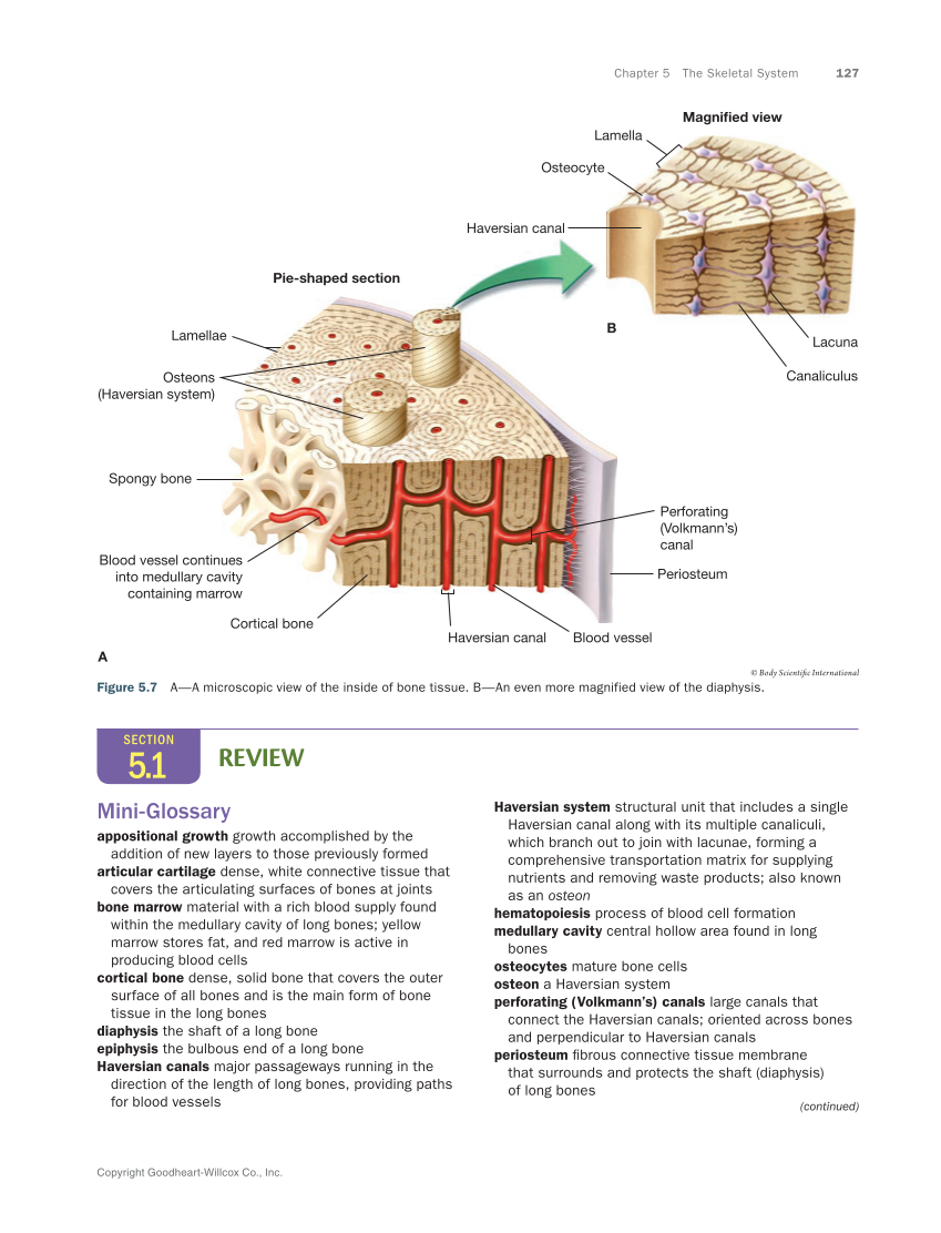 Anatomy & Physiology Essentials 2e, Textbook page 127