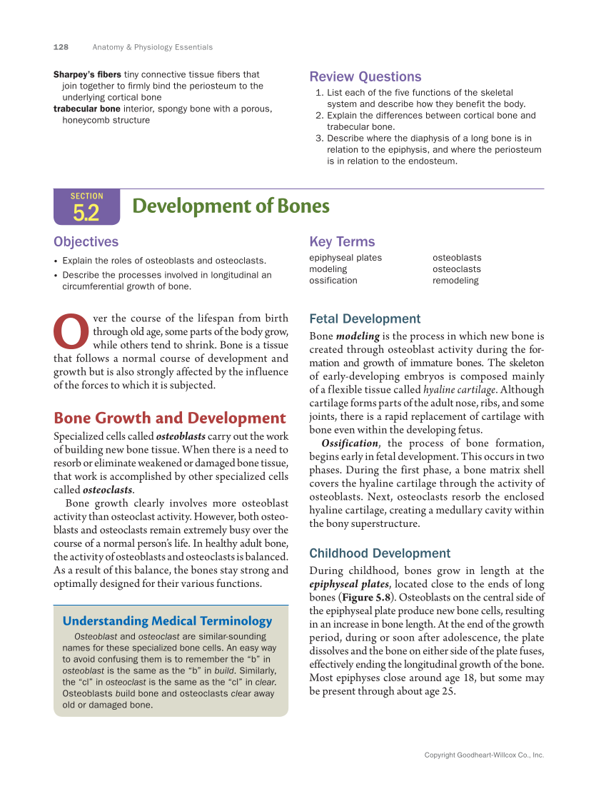 Anatomy & Physiology Essentials 2e, Textbook page 128