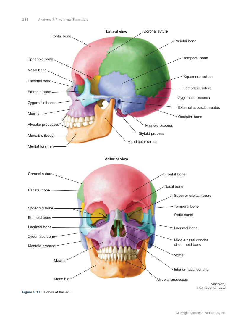 Anatomy & Physiology Essentials 2e, Textbook page 134