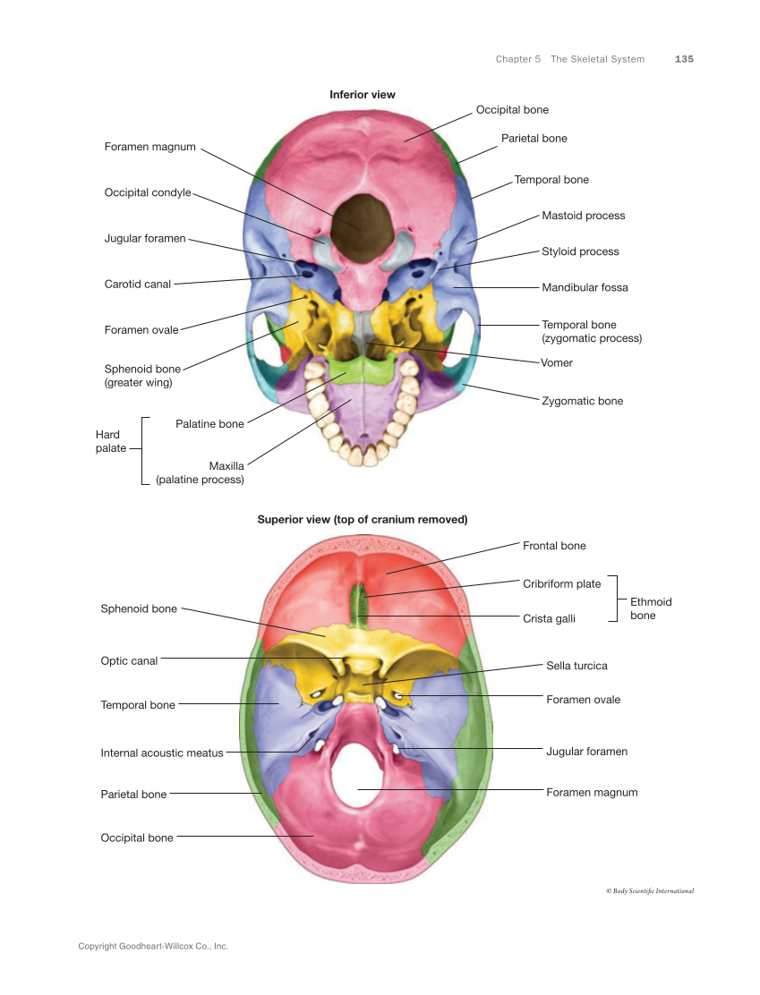 Anatomy & Physiology Essentials 2e, Textbook page 135