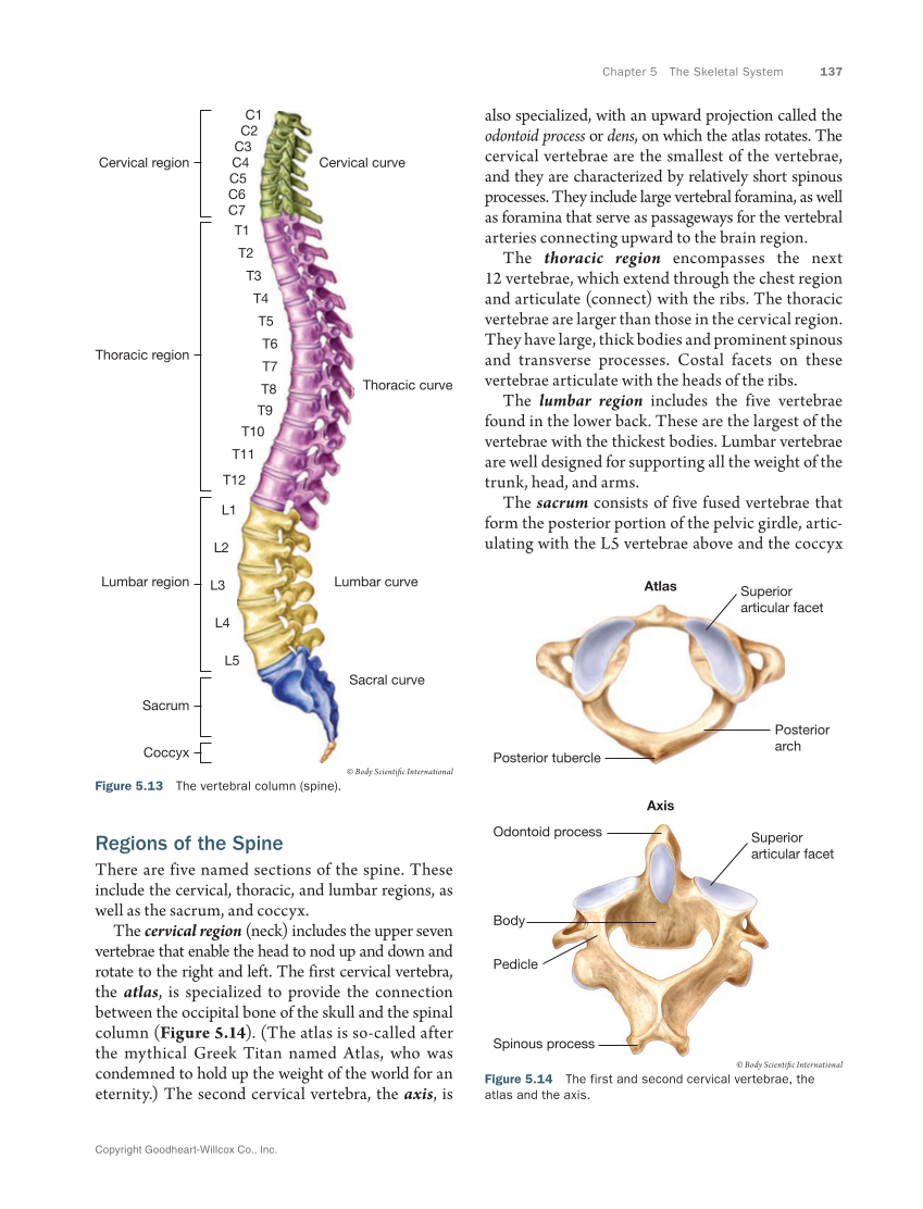 Anatomy & Physiology Essentials 2e, Textbook page 137