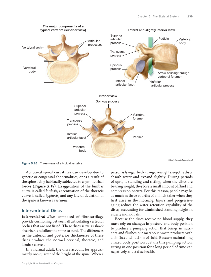 Anatomy & Physiology Essentials 2e, Textbook page 139