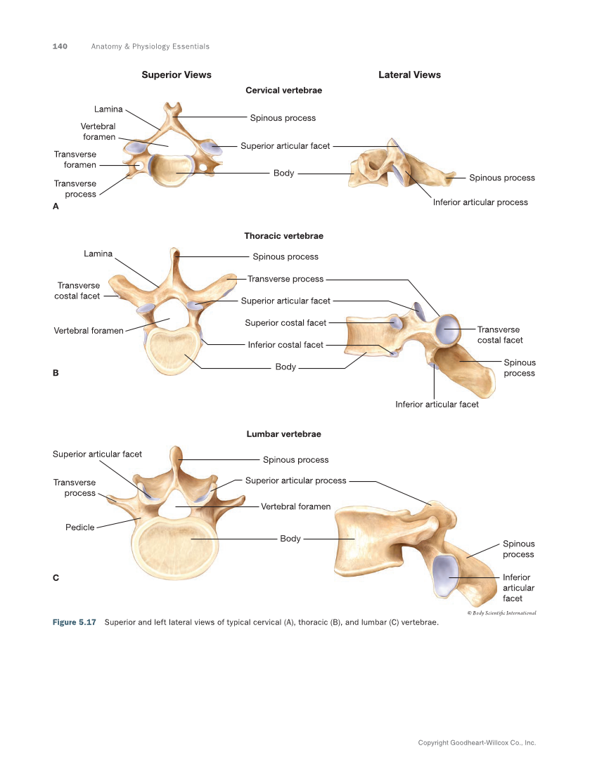 Anatomy & Physiology Essentials 2e, Textbook page 140