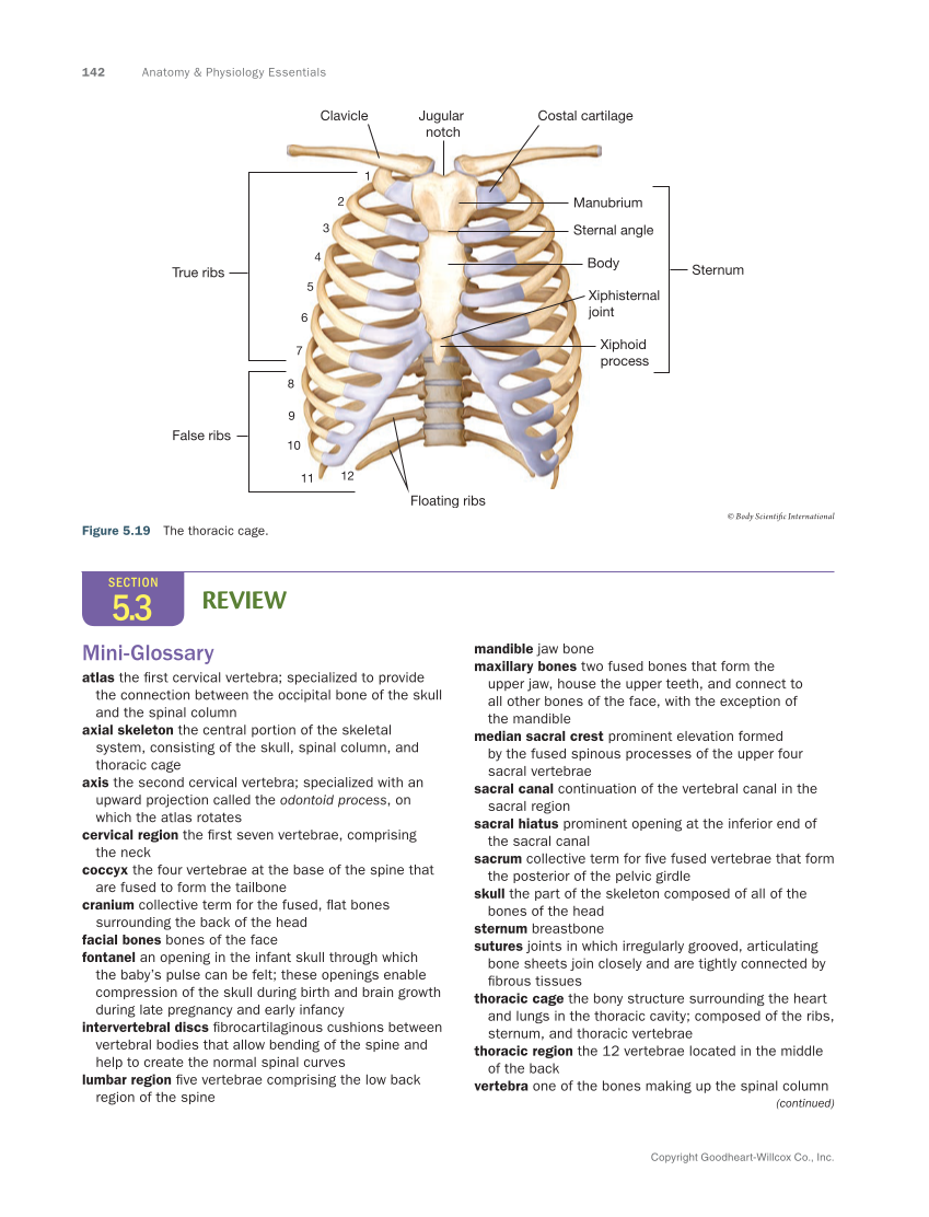 Anatomy & Physiology Essentials 2e, Textbook page 142