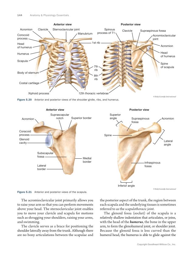 Anatomy & Physiology Essentials 2e, Textbook page 144