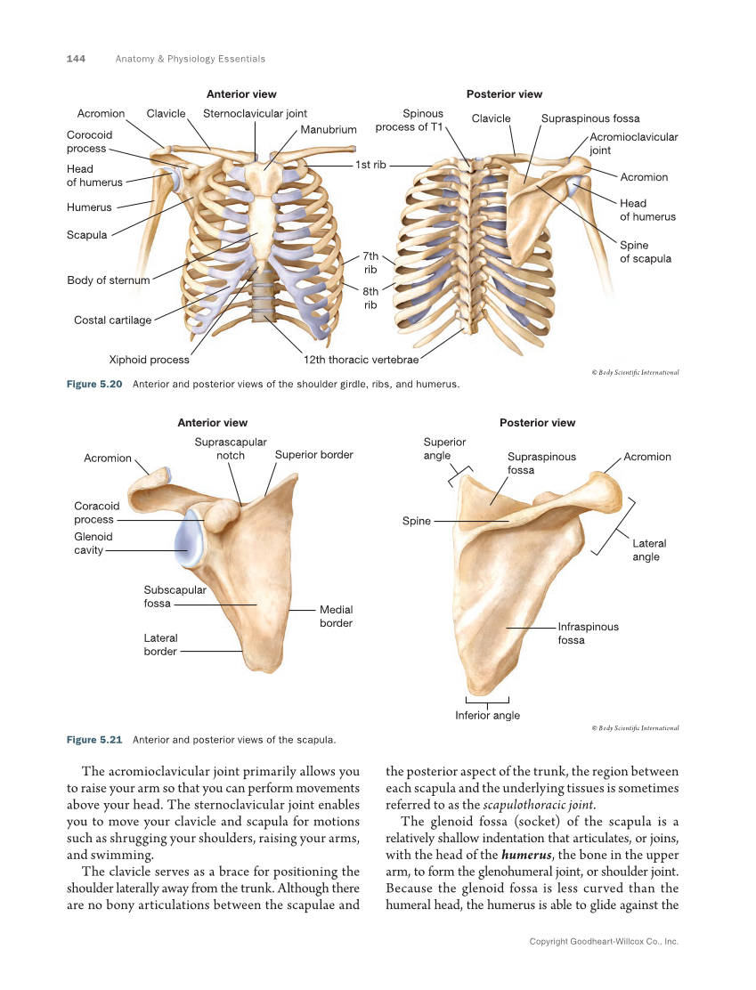 Anatomy & Physiology Essentials 2e, Textbook page 144