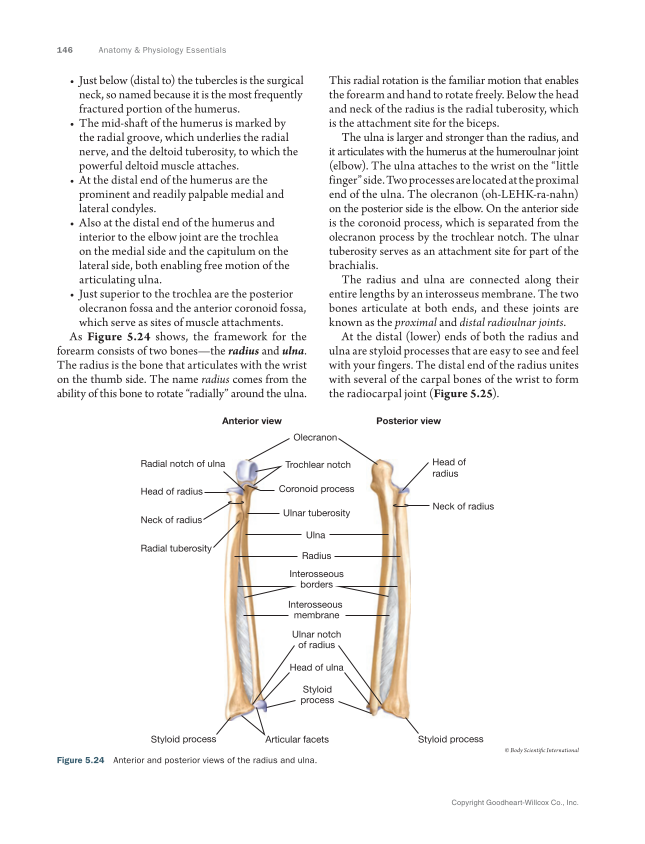 Anatomy & Physiology Essentials 2e, Textbook page 146