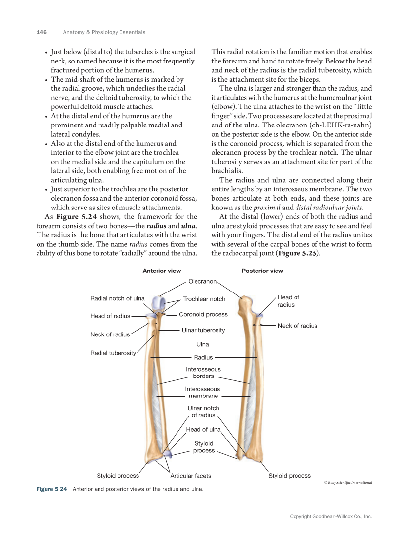Anatomy & Physiology Essentials 2e, Textbook page 146