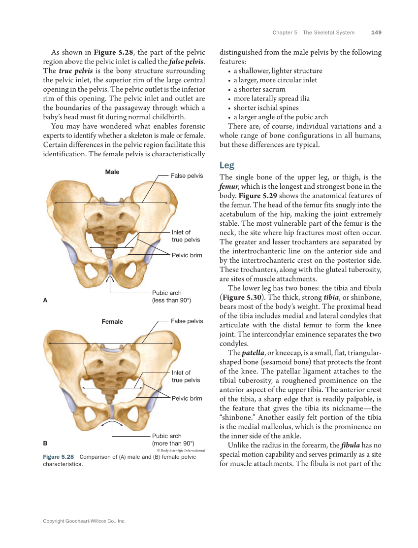 Anatomy & Physiology Essentials 2e, Textbook page 149