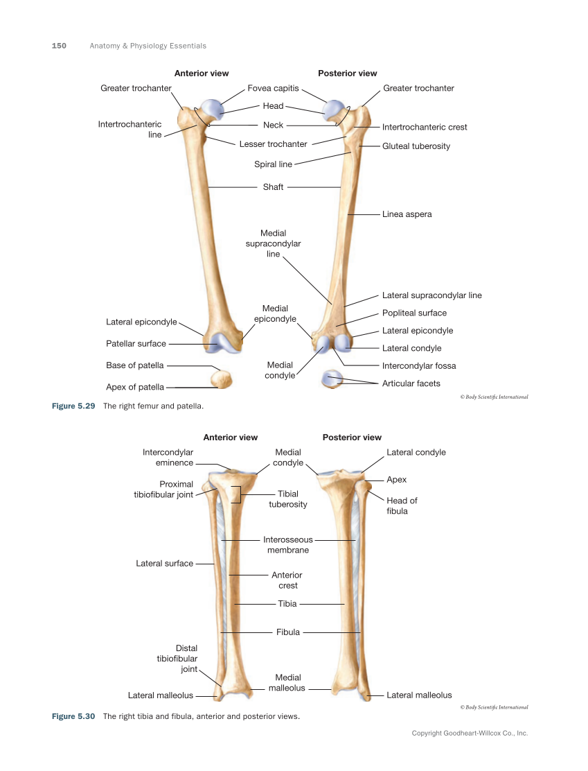 Anatomy & Physiology Essentials 2e, Textbook page 150