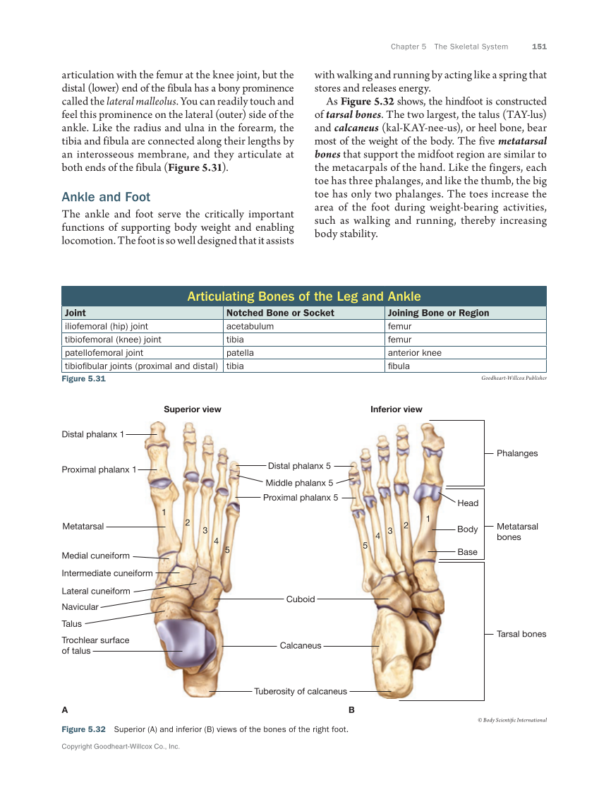 Anatomy & Physiology Essentials 2e, Textbook page 151