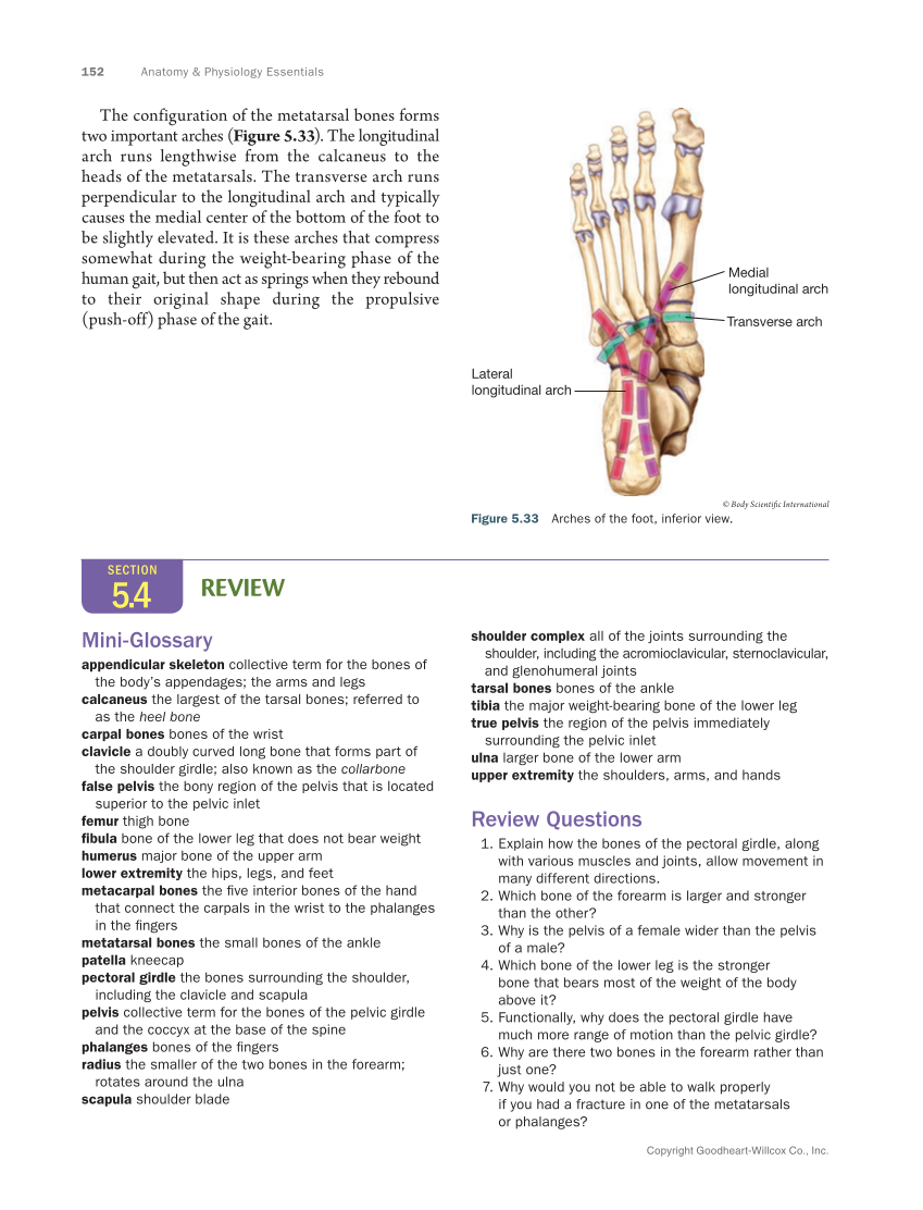 Anatomy & Physiology Essentials 2e, Textbook page 152