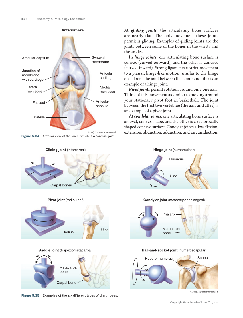 Anatomy & Physiology Essentials 2e, Textbook page 154