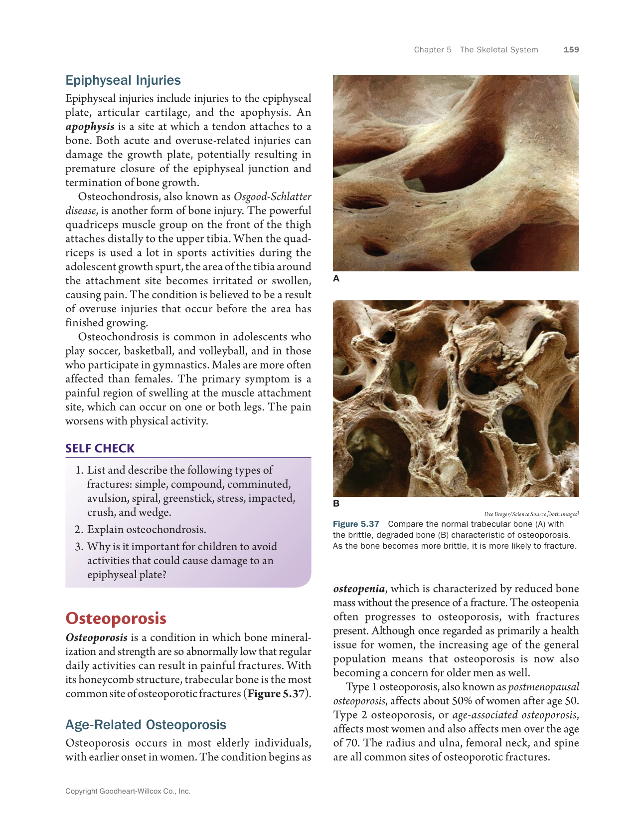 Anatomy & Physiology Essentials 2e, Textbook page 159