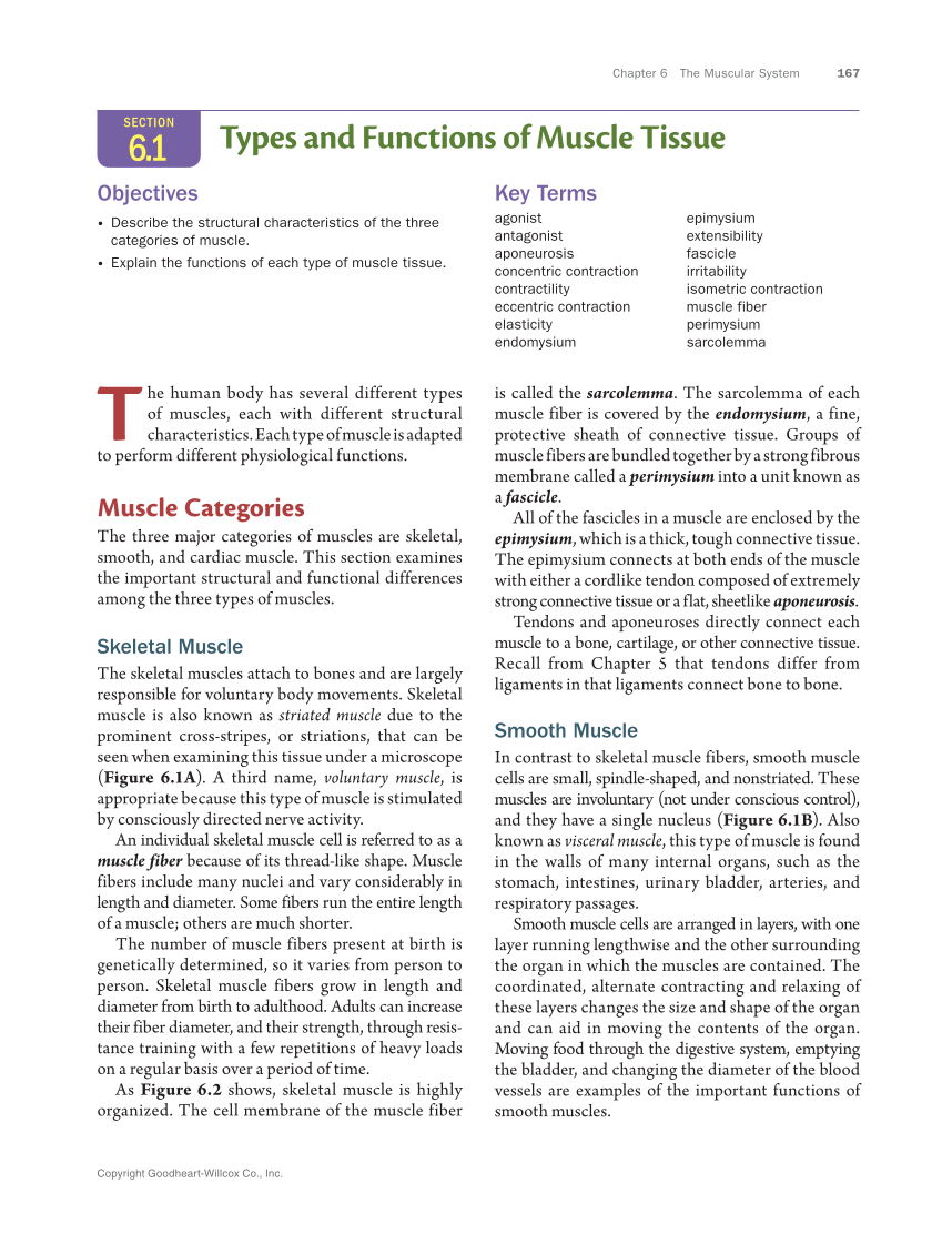 Anatomy & Physiology Essentials 2e, Textbook page 167