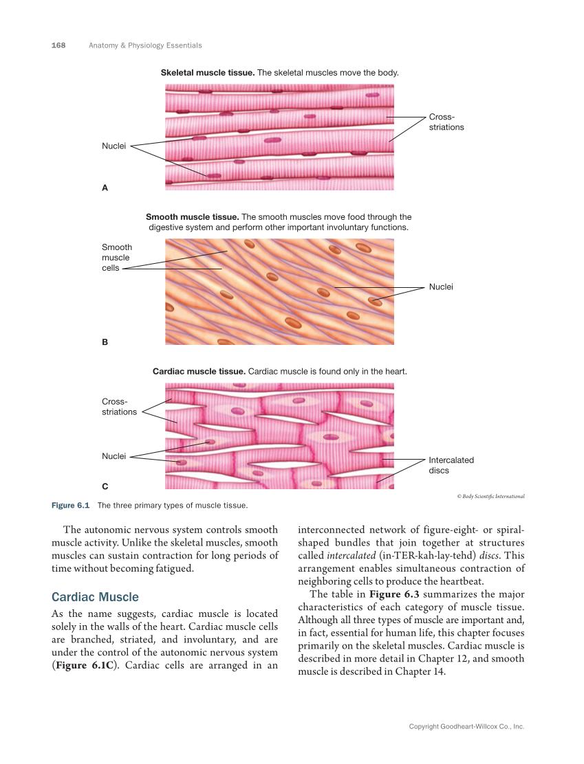 Anatomy & Physiology Essentials 2e, Textbook page 168