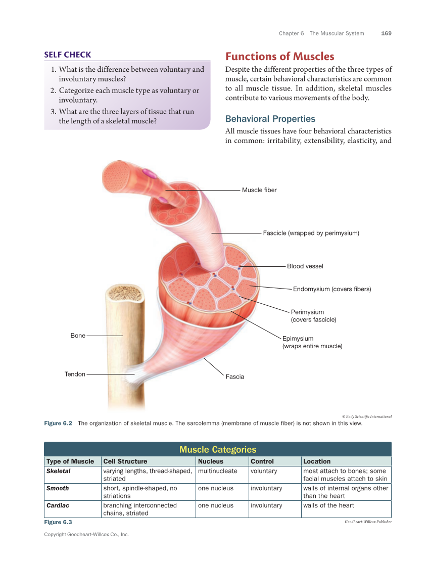 Anatomy & Physiology Essentials 2e, Textbook page 169