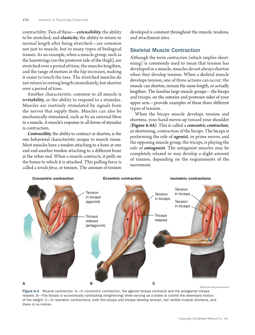 Anatomy & Physiology Essentials 2e, Textbook page 170