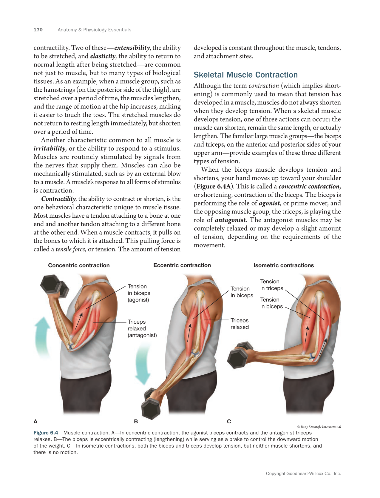 Anatomy & Physiology Essentials 2e, Textbook page 170