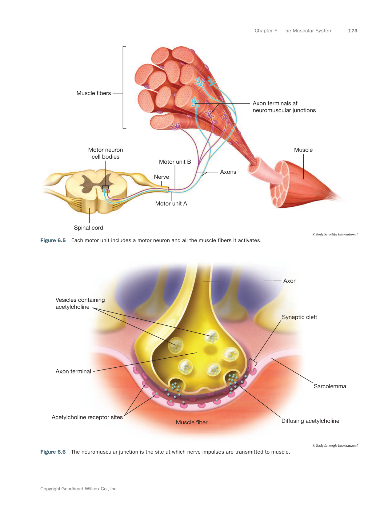 Anatomy & Physiology Essentials 2e, Textbook page 173
