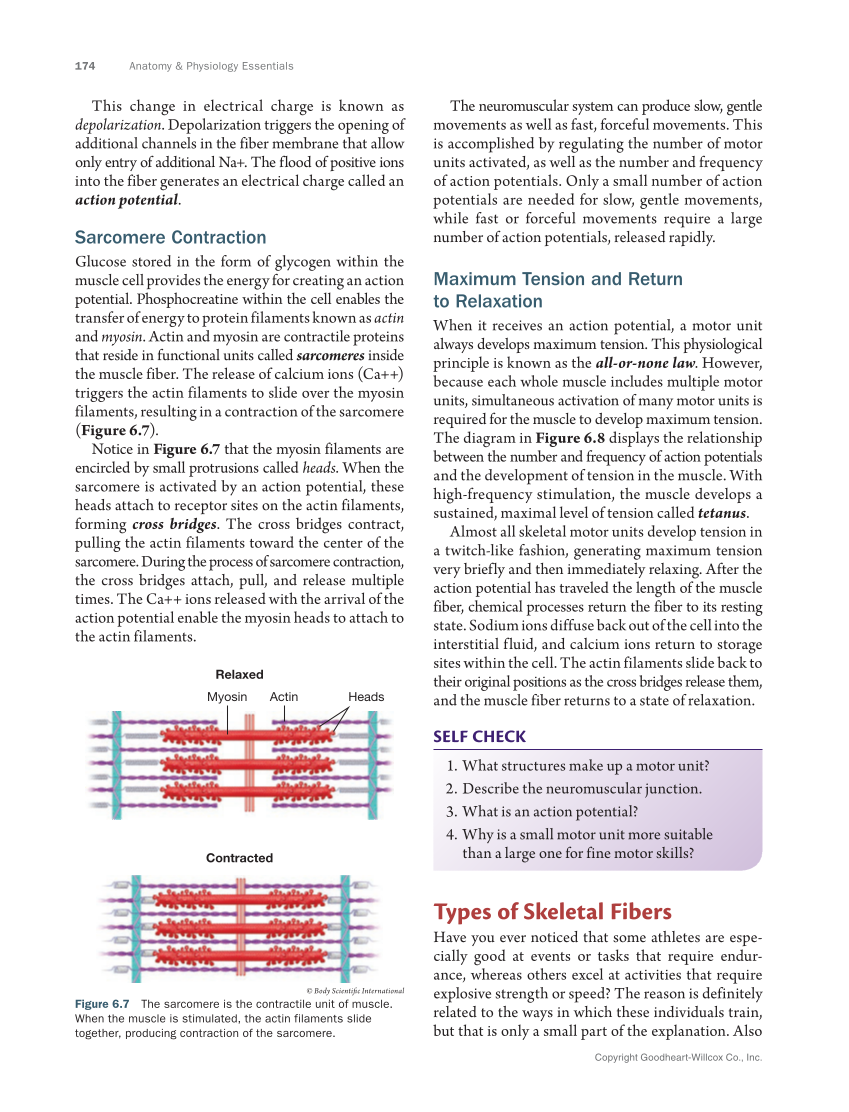 Anatomy & Physiology Essentials 2e, Textbook page 174