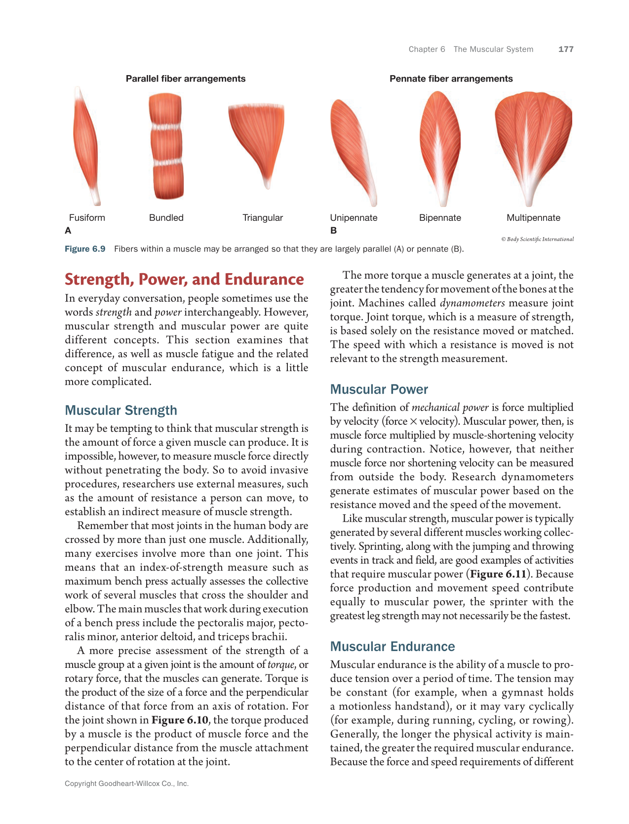 Anatomy & Physiology Essentials 2e, Textbook page 177